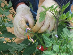 הכנת זני-כלאיים בעגבניות. צילום: יוסף מזרחי