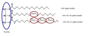 ציור 1. טריגליצריד.  חומצת-שומן רוויה, חד-לא-רוויה, רב-לא-רוויה.