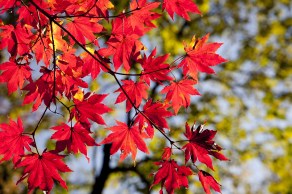 maple-leaves-g4d06e2189_1920