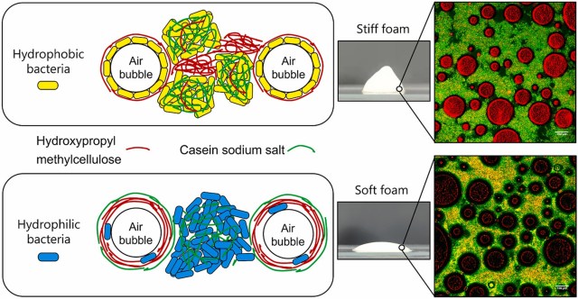 lactic bacteria foam
