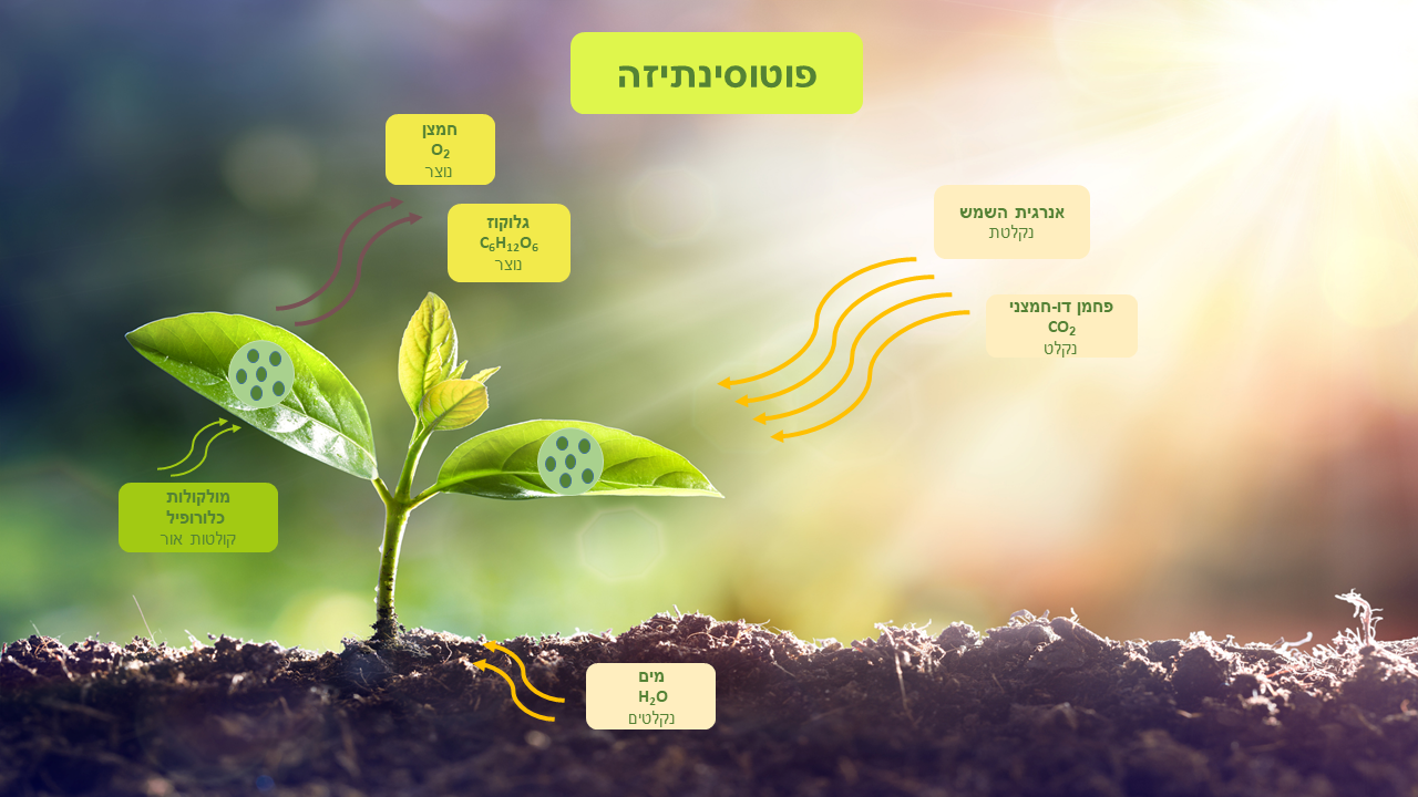 פוטוסינתיזה