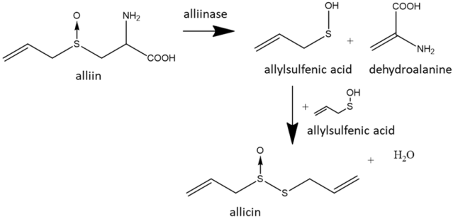 הפעלת אליאינאז על אליאין נותנת אליצין